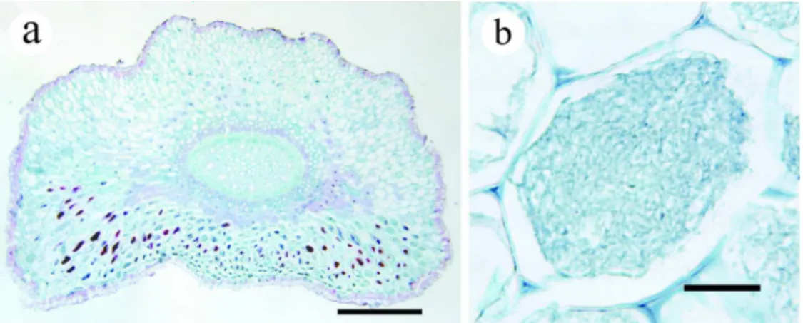 Figure 2 Histology of the mycorrhizal root of E. altissima. (a) Cross section of the entire mycorrhizal root,  bars = 1 mm