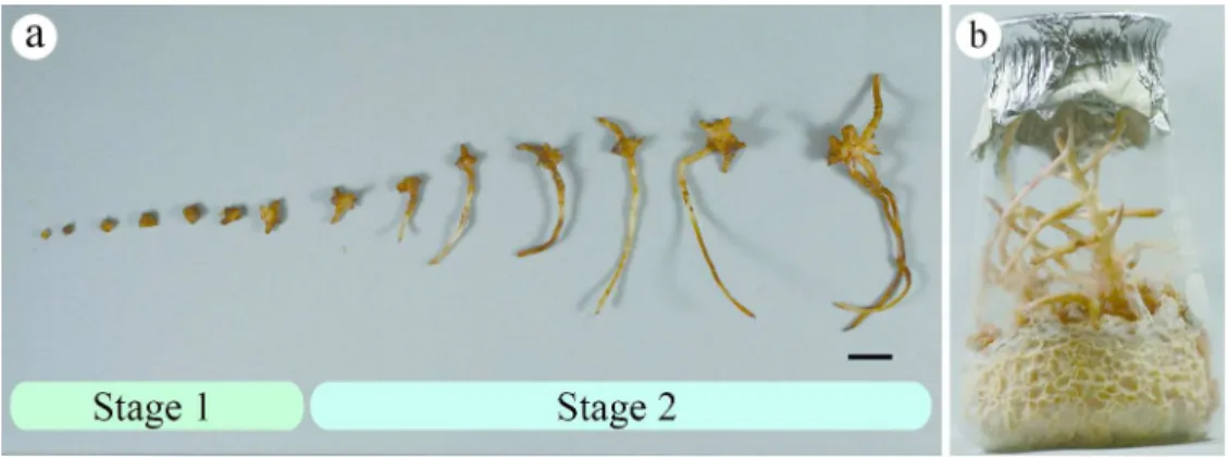 Figure 3 Seedlings and plantlet formation of E. altissima by symbiotic germination with fungal isolates
