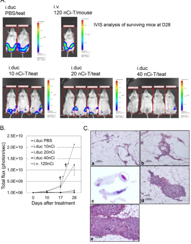 Figure 4: Effects of radioimmunotherapy on intraductal DCIS xenograft model. A. IVIS spectrum imaging based  evaluation of the mammary glands in the intact mice was performed just before treatment, and 10, 17 and 28 days after treatment with the  immunocon