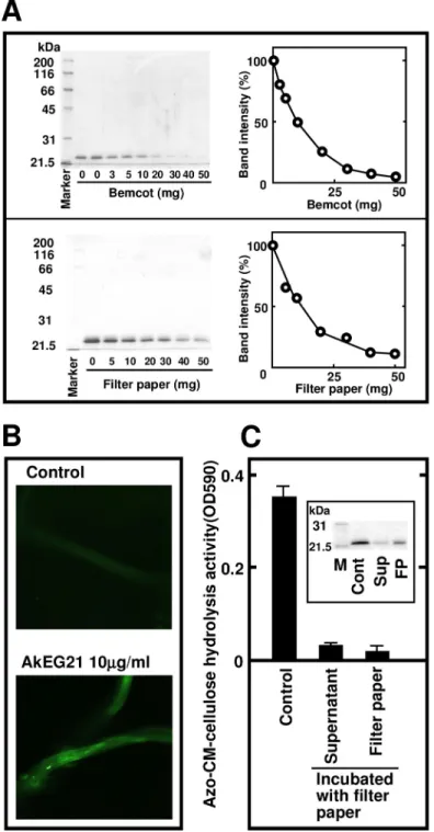 Fig 4. Analysis of AkEG21 affinity to cellulose. (A) Quantification of AkEG21 binding to cellulose