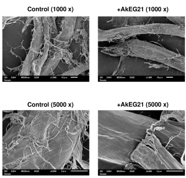Fig 5. Surface structure of cellulose fibers treated with AkEG21. SEM images of cellulose fibers (control) and AkEG21-treated cellulose fibers at a magnification of 1000x and 5000x