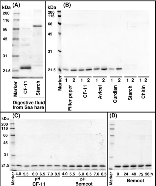 Fig 1. Cellulose-binding activity of AkEG21. (A) Screening of cellulose binding proteins in the digestive fluid of sea hare.
