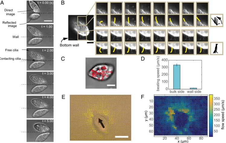 Fig. 2. Beating status of T. pyriformis cilia near the glass substrate. (A) Snapshots of T