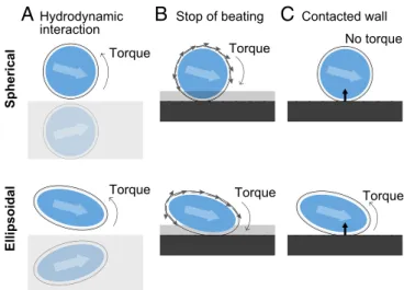 Fig. 6. Schematic illustrations of torques for a spherical swimmer (Top) and ellipsoidal swimmer (Bottom) approaching a wall from the left side