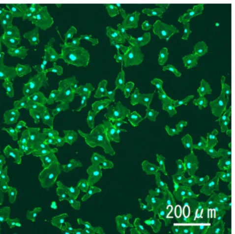 図 9   各 PDMS 基質の接触角  て，低弾性基質は接触角が 20°小さくなった．基質 ともに接触角を 30～60°大きくなった． は基 質表面に疎水性と親水性の領域を局所的に形成する ことにより細胞の接着領域を制御する方法である． そのため，この結果から，金属製と同様に PDMS ス タンプでも基質の部分的な疎水化が可能であること が分かった． CPe した培養血管内皮細胞 を施した高弾性基質に培養した HUVEC の 様子を図 10 に示す．プラズマ処理した基質に比べて， を施した基質では細胞数が