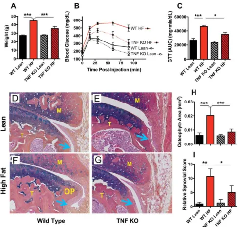 Figure 5. Ablation of tumor necrosis factor (TNF) blunts high-fat (HF) diet–dependent metabolic dysfunction, osteophyte formation, and synovial hyperplasia in mice