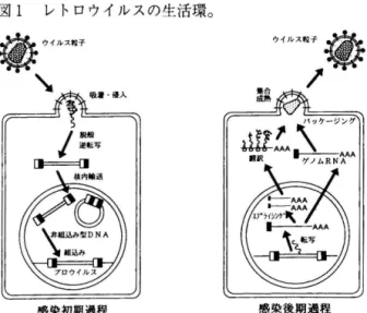 図 l レトロウイルスの生活環。 導 審 勺 ， ｛ ） レ 1 穐 、 4 川 被 全 戸 三 ： ； ： ； ： 感染初期過程 感染後期過程 レトロウイルスの感染サイクルはウイルス粒子の細胞への吸着・ 侵入に始まり，プロウイルスの生成を経て，子孫ウイルス粒子の 放出で終わる。 図 2 MuLV  HIV ・ 1 HIV ・ 2 SIVMAC  HIV の構造。・・・ー寸,ra,r pol 胆g 叫 f＿，.－ーーーーー「 町冒冒圃ー園田・'  