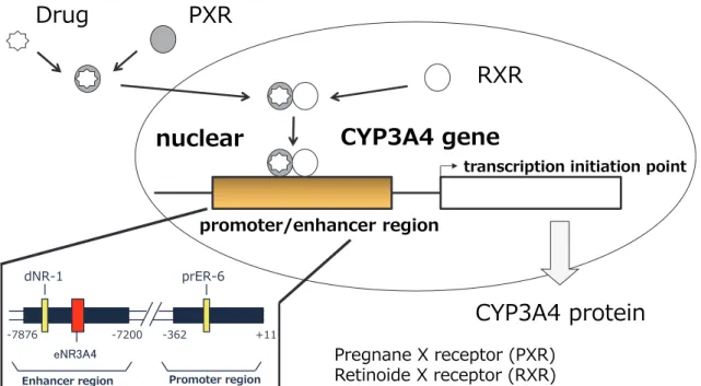 Fig. 1. The mechanism of CYP3A4 induction through PXR 
