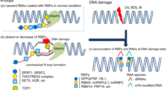 Figure 1. Roles of RNA-binding proteins (RBPs) in R-loops formation and DNA damage response