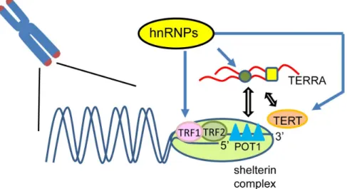 Figure 2. Roles of RNA-binding proteins (RBPs) in telomere activity. Heterogeneous nuclear proteins  (hnRNPs) play multifunctional roles in regulating telomere maintenance
