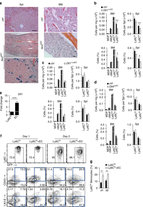 Figure 8 | Endothelial deletion of Dll1 impairs Ly6C lo monocyte development in vivo. (a) Inducible and endothelial-speciﬁc Cre-reporter mice (lacZ iEC ) showing speciﬁc b-galactosidase staining in splenic MZ (left) and BM (right) of the femur diaphysis af