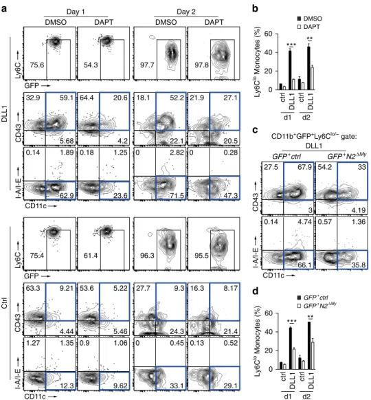 Figure 6 | Notch2 signalling is required for monocyte conversion in vitro. (a,b) Inhibition of Notch signalling in sorted Ly6C hi monocytes using a g-secretase inhibitor (DAPT) impairs conversion in vitro