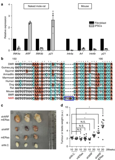 Figure 2 | Activation of ARF and loss-of-function mutation in ERAS regulate tumour resistance of NMR-iPSCs