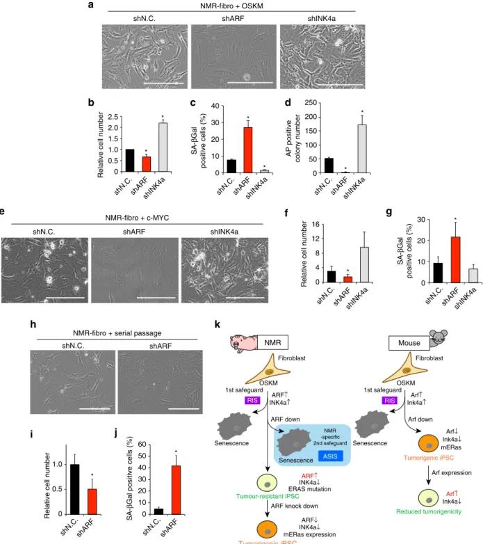Figure 4 | Suppression of ARF induces NMR-speciﬁc cellular senescence as a safeguard against reprogramming and oncogenic transformation.