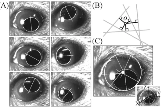 Fig 1. Calculation of the center of eye rotation in a two-dimensional image plane. (A) Pupil ellipses and the minor axis of the pupil ellipse obtained during circular eye movement induced by swirling the mouse around manually
