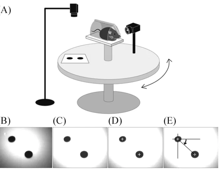Fig 2. Schema for analyzing three-dimensional rotation vectors of eye movements during rotation in mice and the image-processing procedure for analyzing movement of the turntable