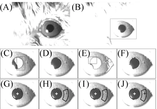 Fig 3. Image-processing procedure for detecting the center of the pupil ellipse and the center of gravity of an iris freckle in mouse A