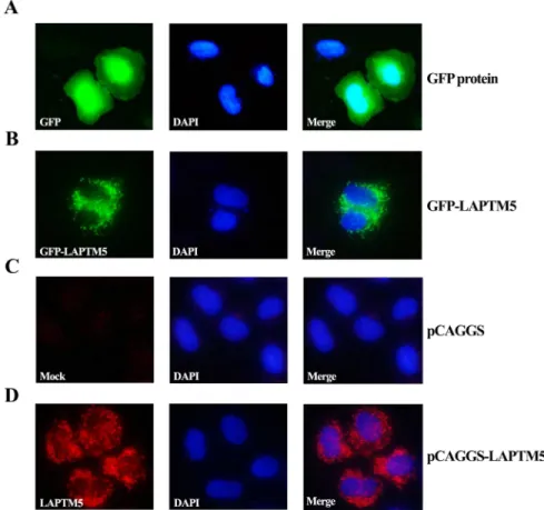 Fig 5. Localization of GFP (A) and GFP-LAPTM5 (B) in HeLa cells, and immunofluorescence staining by anti-LAPTM5 of HeLa cells transfected with pCAGGS (C) or pCAGGS-LAPTM5 (D)