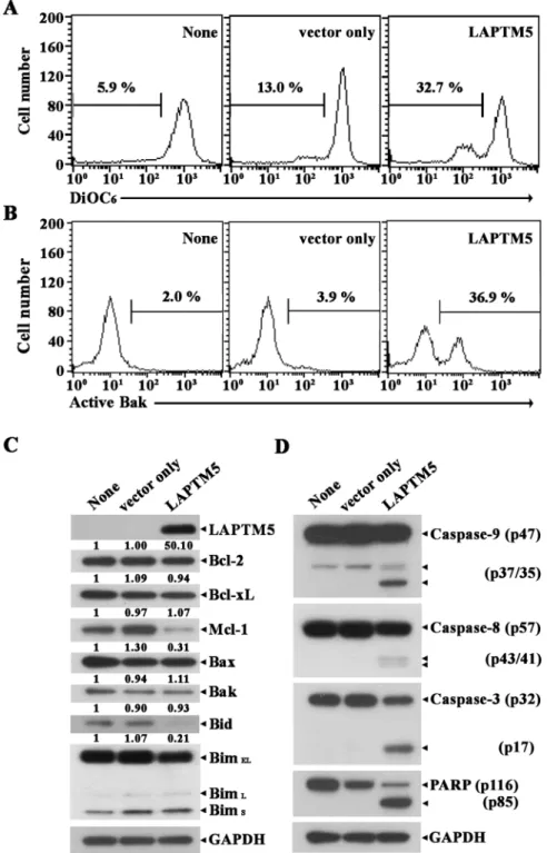 Fig 7. Flow cytometric analyses of Δψm loss (A), Bak activation (B), and western blot analyses of LAPTM5, Bcl-2, Bcl-xL, Mcl-1, Bak, Bax, Bid, Bim, and GAPDH (C), and activation of caspase-9, -8, and -3, PARP cleavage, and GAPDH (D) in HeLa cells ectopical