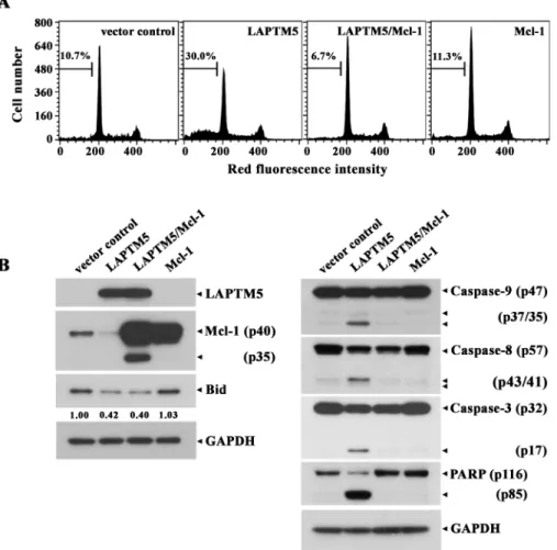 Fig 8. Effect of Mcl-1 overexpression on the ectopic LAPTM5-induced apoptotic sub-G 1 peak (A), and changes in the level of pro-apoptotic and anti-apoptotic regulatory proteins (B) in HeLa cells
