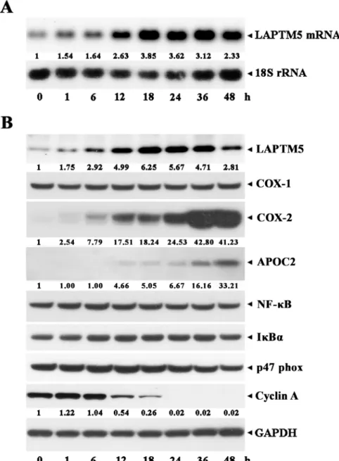 Fig 2. Kinetic analysis of the expression of LAPTM5 mRNA (A) and LAPTM5 protein (B) during TPA-induced differentiation of U937 cells