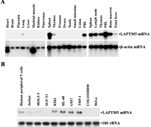 Fig 3. Northern blot analyses of LAPTM5-specific mRNA in various human normal tissues (A) and in various human malignant cell lines (B)
