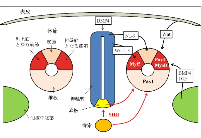 Figure 1.  体節の分化と脊索、神経管底板の役割 
