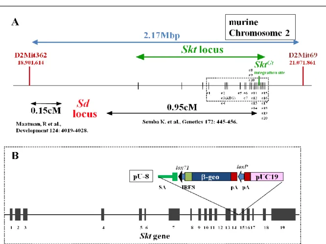 Figure 3. Sd locus と Skt locus の位置関係と Skt Gt の構造 