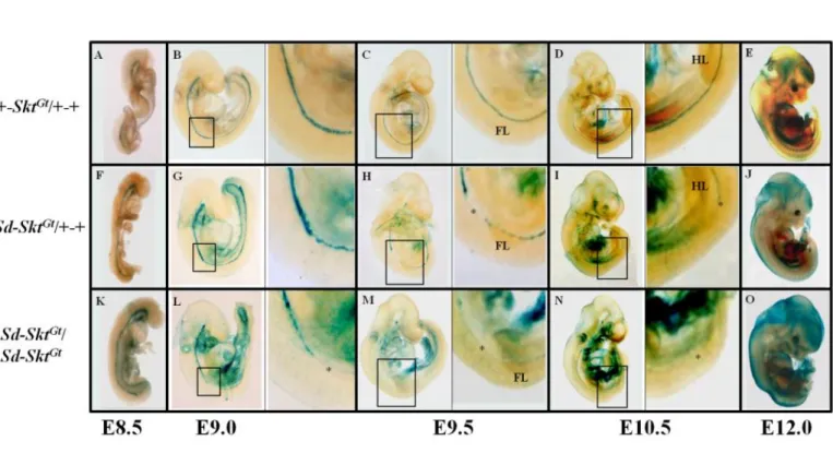 Figure 6. Sd-Skt Gt ダブル変異マウス胚における脊索発生異常 