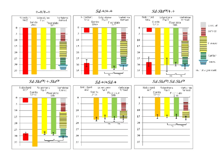 Figure 11. E10.5 におけるマーカー発現領域と E18.5 胚において形成された椎体数