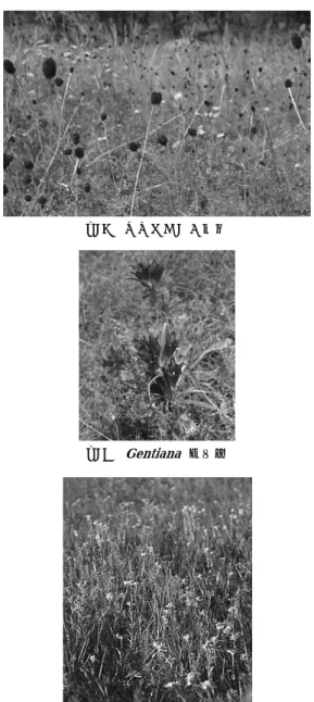 図 １ １ 　 Bupleurum scor onerifolium   Willd.