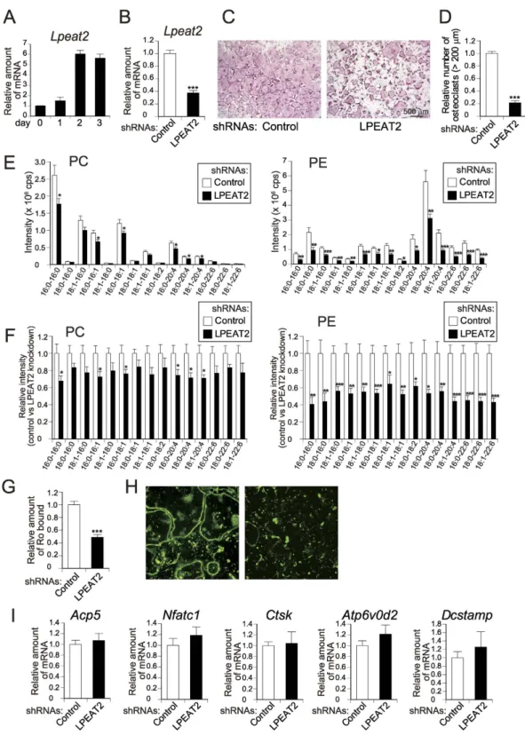 Figure 6.  Role of LPEAT2 in PE biosynthesis and osteoclast formation. (A) Gene expression of Lpeat2  during osteoclastogenesis