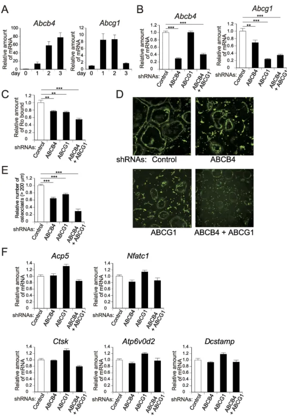 Figure 7.  Role of ABCB4 and ABCG1 in PE relocalisation and osteoclast formation. (A) Gene expressions  of Abcb4 and Abcg1 during osteoclastogenesis as analysed by quantitative PCR (n  =   3 to 5)