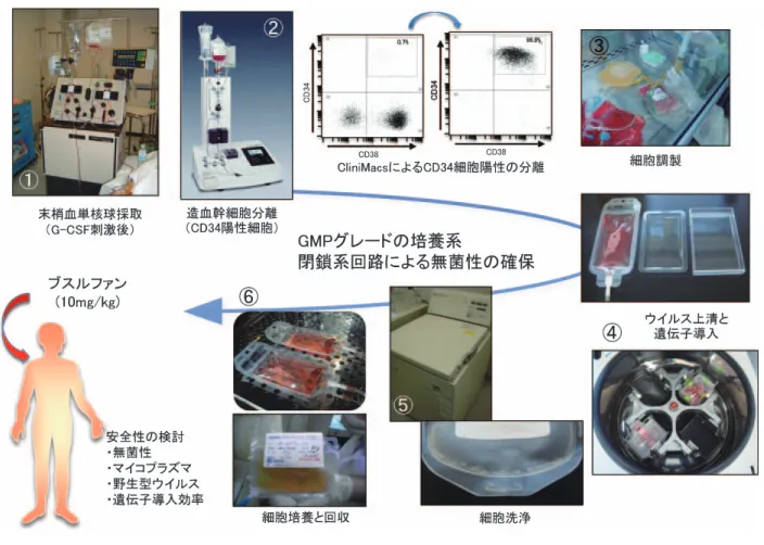 図 2 CD34 陽性細胞への Ex vivo 遺伝子導入法．予め被験者に G-CSF を投与し，アフェレーシスにて患者末梢血単核球を採取 し（◯ ），CliniMacs にて CD34 陽性細胞を分離する（◯ ）．CliniMacs による CD34 陽性細胞の純度は 95を超える．得ら れた CD34 陽性細胞を調整し（◯ ），ウイルス上清により遠心操作法（1000 xg，32° C，120 分）を用いて遺伝子導入する （◯ ）．輸血用の大型遠心器により細胞洗浄を行い（◯ ），培養することで
