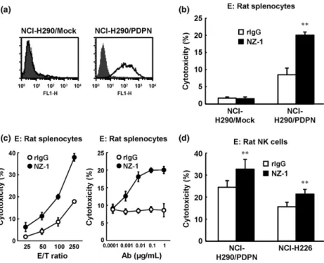 Fig. 1. Antibody-dependent cellular cytotoxicity (ADCC) activity of rat anti – human podoplanin antibody NZ-1 against NCI-H290/PDPN in vitro 