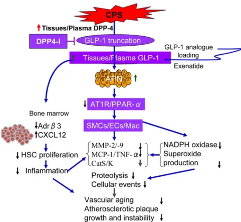 Figure   3.   The proposed mechanisms of how GLP-1R activation and DPP-4 inhibition suppress  stress-related vascular endothelial senescence and atherosclerotic lesion formation in mice fed a high-fat  diet