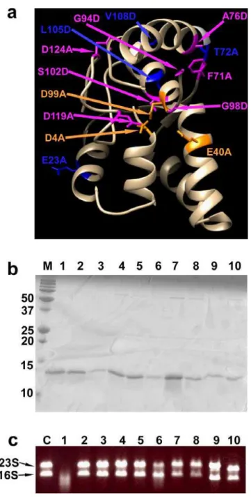Fig. 5 Identification of catalytically-important residues of TtVapC     