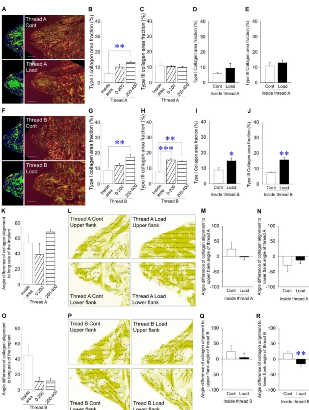 Fig 5. Effects of mechanical repetitive load on collagen fibers inside and outside area of threads A and B (A) Representative images of picrosirius red-stained sections with polarized microscopy and emphasized images in thread A (Bar: 100 μm; green and yel