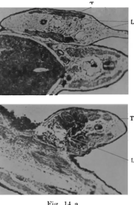 Fig.  14  a,  b:  Lakunenbildung  im  transplantierten  SCI wanz  bei  Kufolarve.  a:  Gefässverbindung  zwischen  Wirt  u