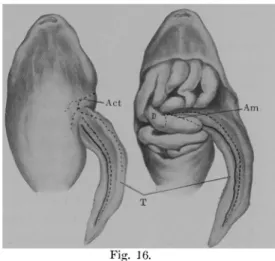 Fig.  16-21  :  (lefässverhalten  bei  der  homoi- homoi-oplastischen  Transplantation  der   Schwanz-knospe  in  den  Seitenbauch  hei  Bufolarve  (schematisch)