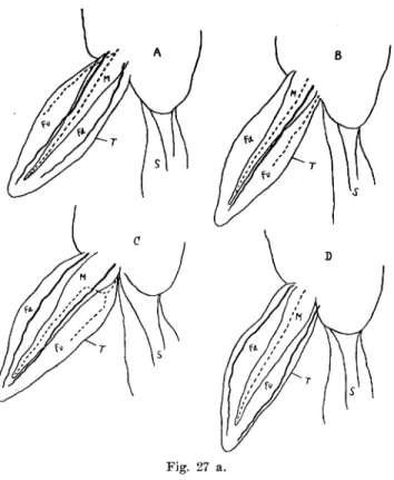 Fig.  27  a,  b:  Schema  des  Gefässverhaltens  im  transplan- transplan-tierten  Schwanz  (homoioplastische  Transplantation  in  den  Seitenbauch  bei Bufolarve)