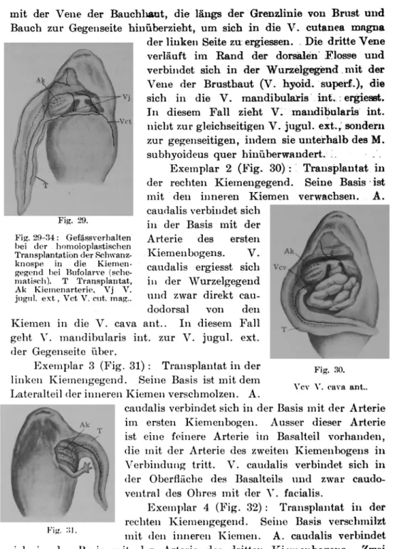 Fig.  29-34:  Gefässverhalten  bei  der  homoioplastischen  Transplantation  der   Schwanz-knospe  in  die   Kiemen-gegend  bei  Bufolarve   (sche-matisch)