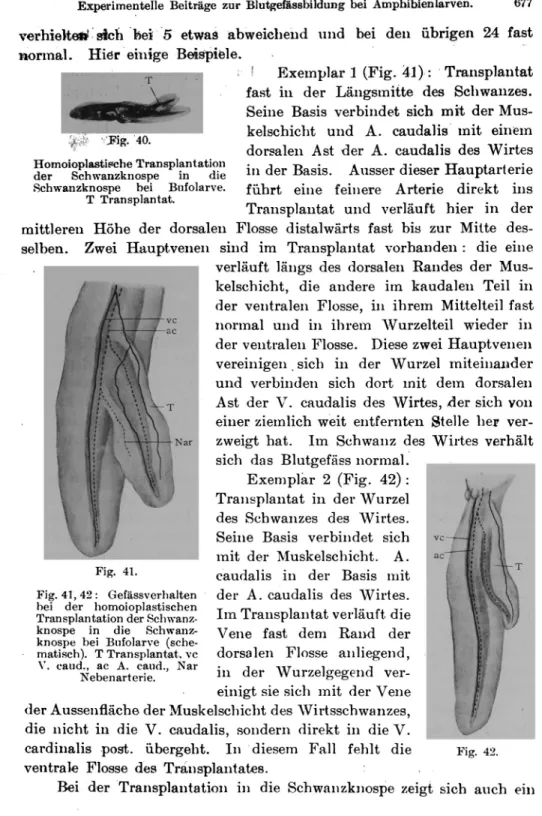 Fig.  41, 42  :  Gefässverhalten  hei  der  homoioplastischen  Transplantation  der   Schwanz-knospe  in  die   Schwanz-knospe  hei  Bufolarve   (sche-matisch)