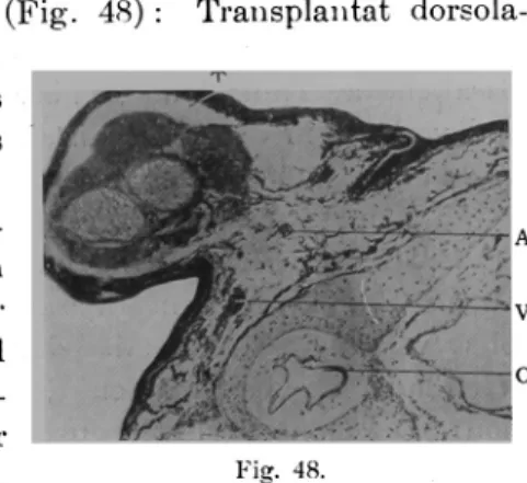 Fig.  48-54:  Gefässverhalten  bei  der  homoioplastischen   Transplan-tation  der  Hinterheinanlage  in  die  Ohrgegend  bei  Bafolarve