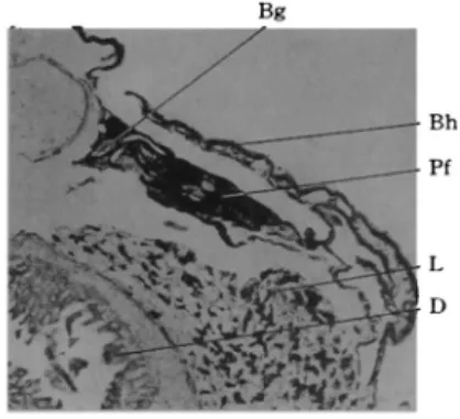 Fig.  2-4:  Experimentell  erzeugter  Pigmentfleck  bei  Bufo  vulgaris.  Pf  Pigmentfleck,  Bh  Bauchhaut