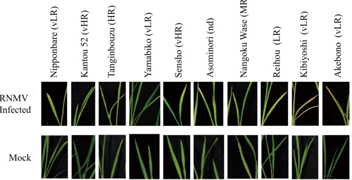 Fig. 2. Necrosis symptoms caused by RNMV on young lower leaves of rice