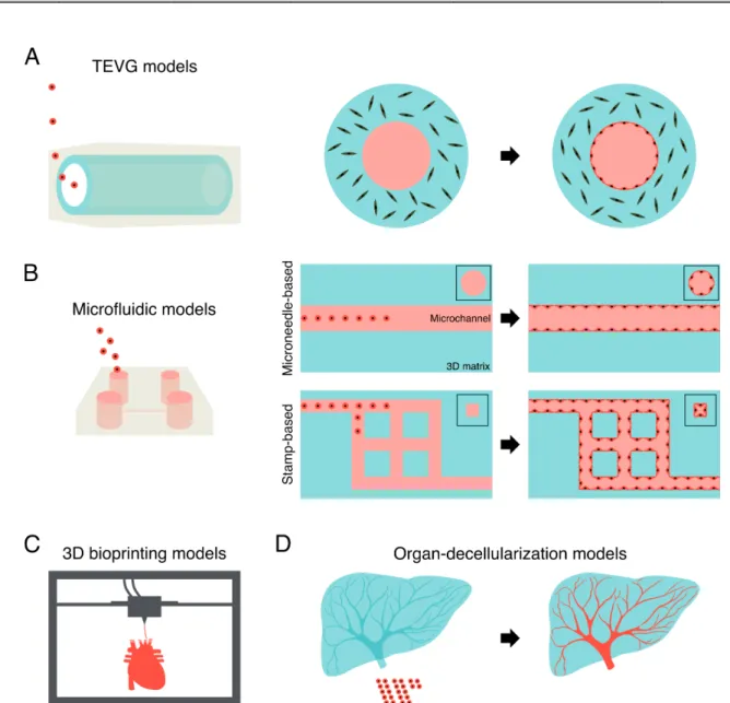 Fig. 3 Representative images of pre-designed approaches. (A) TEVG models. A multilayer structure can be formed using a  tubular graft and vascular cells (e.g., ECs and SMCs)