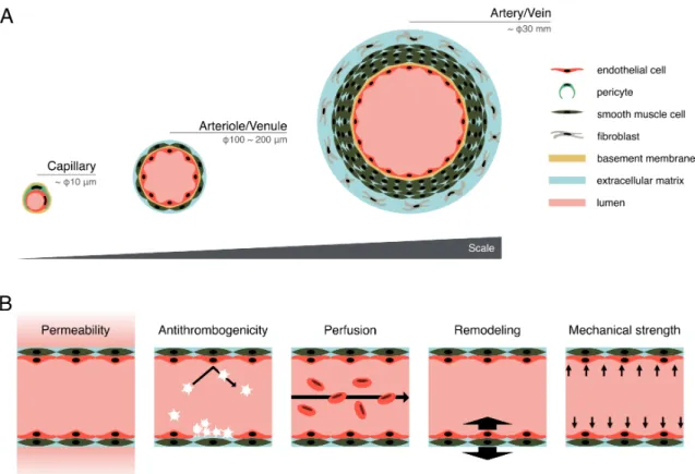 Fig.  1  Morphological  and  functional  features  of  an  ideal  vascular  model.  (A)  Morphological  features  of  the  ideal  vascular  model,  such  as  hierarchical  networks  including  capillary,  arteriole/venule,  and  artery/vein,  lumen  struct