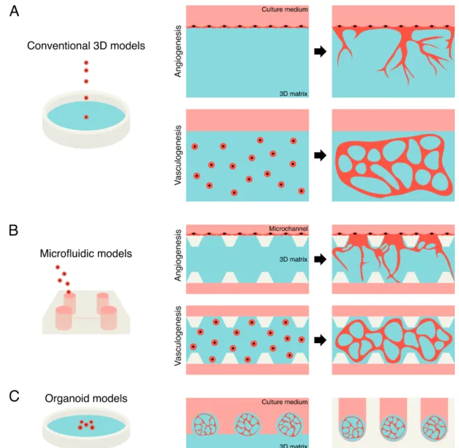 Fig. 2 Representative illustrations of self-organization approaches. (A) Conventional 3D models of in vitro angiogenesis and  vasculogenesis