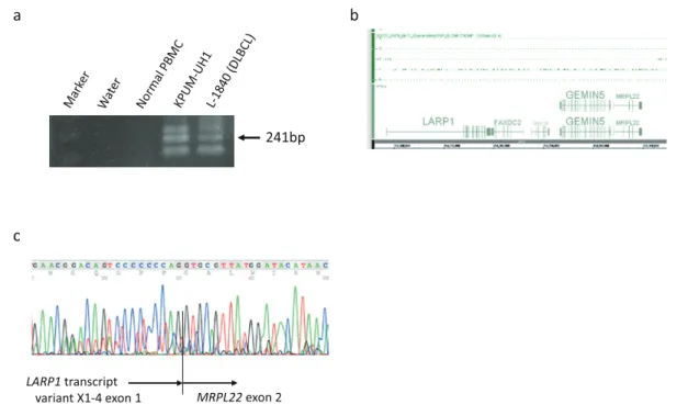 Fig. 1.  Expression and base sequence of LARP1-MRPL22. a Expression of a chimeric transcript of LARP1- LARP1-MRPL22 shown by RT-PCR